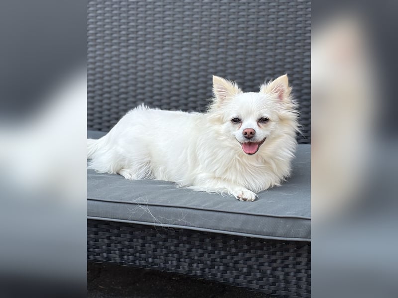 Snow Chihuahua Kleinspitz Mischling Snow Chihuahua Kleinspitz Mischling