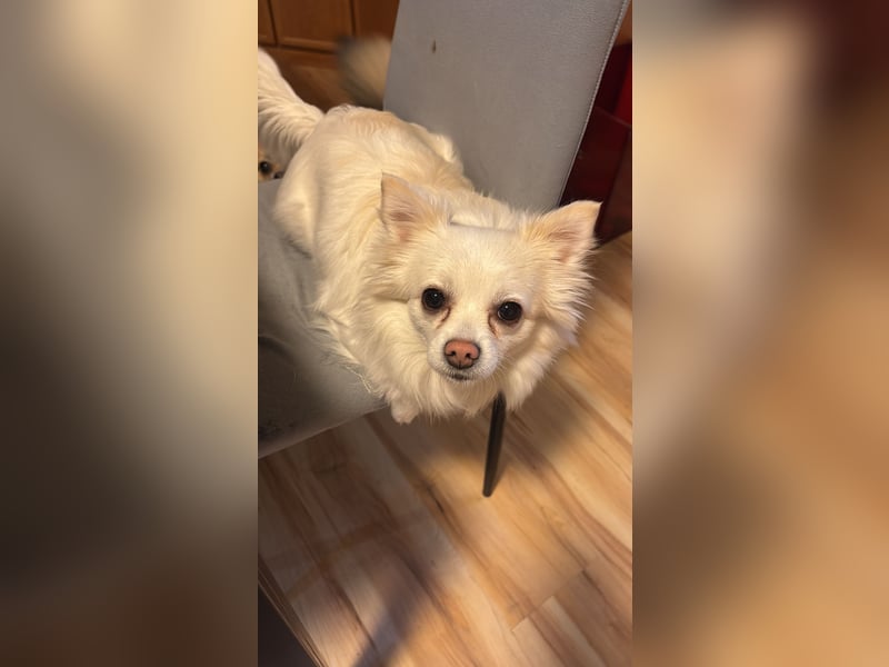 Snow Chihuahua Kleinspitz Mischling Snow Chihuahua Kleinspitz Mischling
