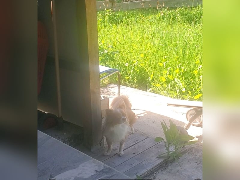 Der Mailo sucht ein gutes Zuhause