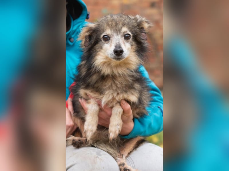 BIM Kleiner Kerl mit Kämpferherz BIM Kleiner Kerl mit Kämpferherz