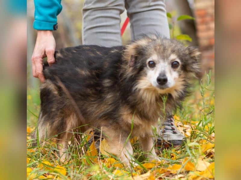 BIM Kleiner Kerl mit Kämpferherz BIM Kleiner Kerl mit Kämpferherz