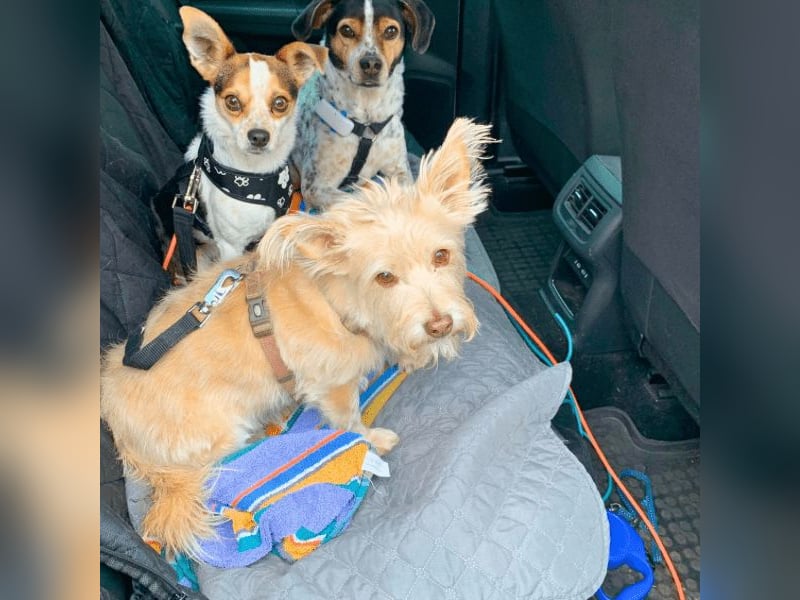 Panja - Sie schaut nach vorn