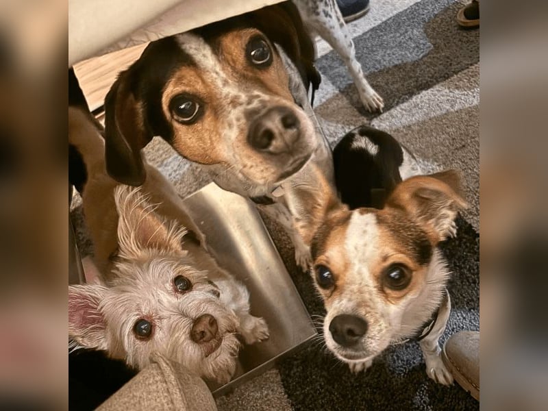 Panja - Sie schaut nach vorn