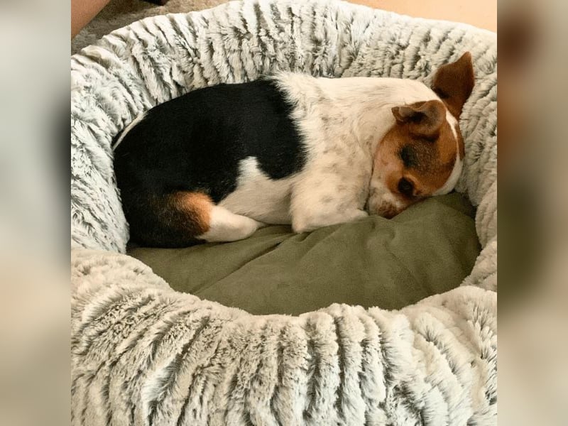 Panja - Sie schaut nach vorn