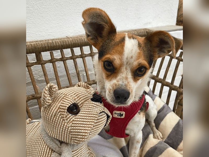 Panja - Sie schaut nach vorn