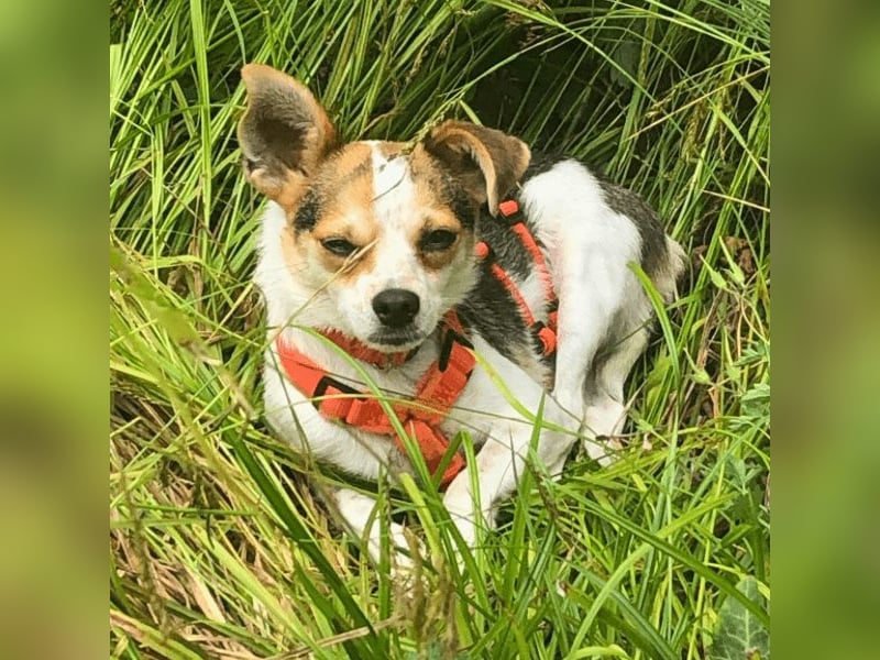 Panja - Sie schaut nach vorn