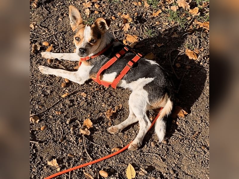 Panja - Sie schaut nach vorn