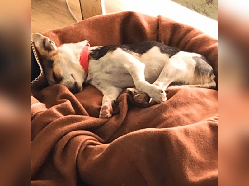 Panja - Sie schaut nach vorn