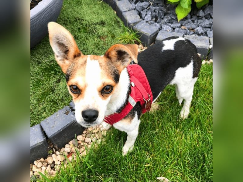 Panja - Sie schaut nach vorn