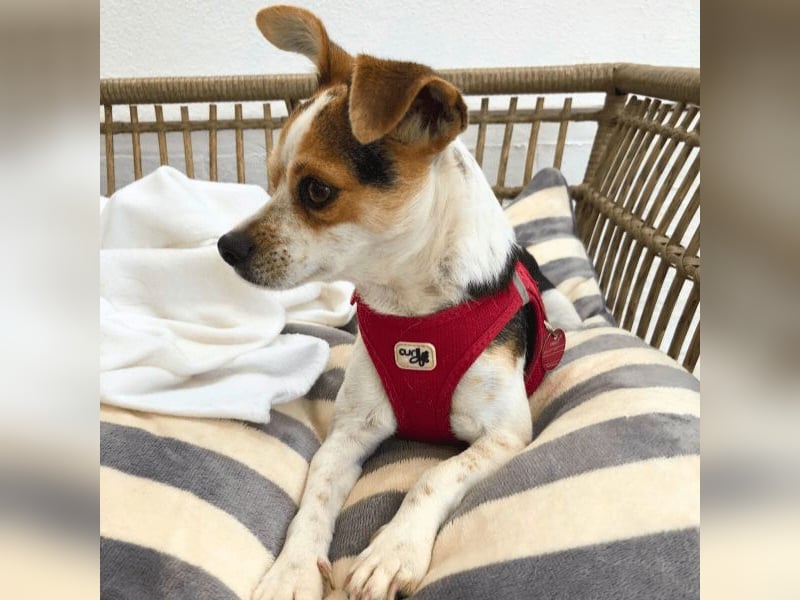 Panja - Sie schaut nach vorn