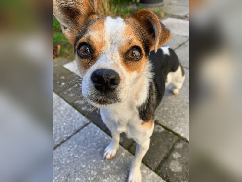 Panja - Sie schaut nach vorn