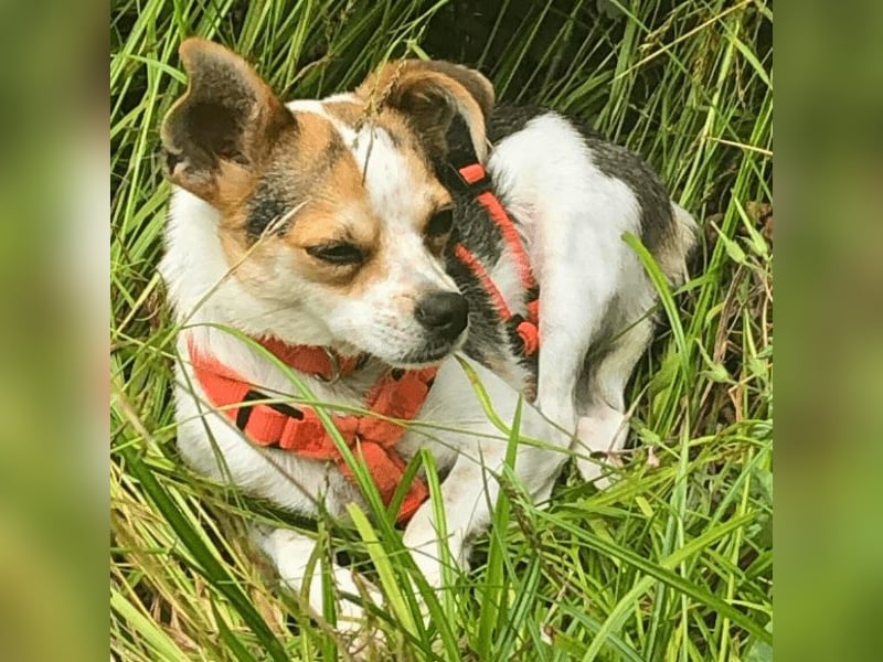 Panja - Sie schaut nach vorn