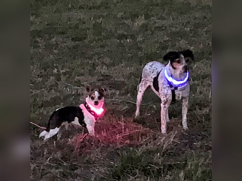 Panja - Sie schaut nach vorn