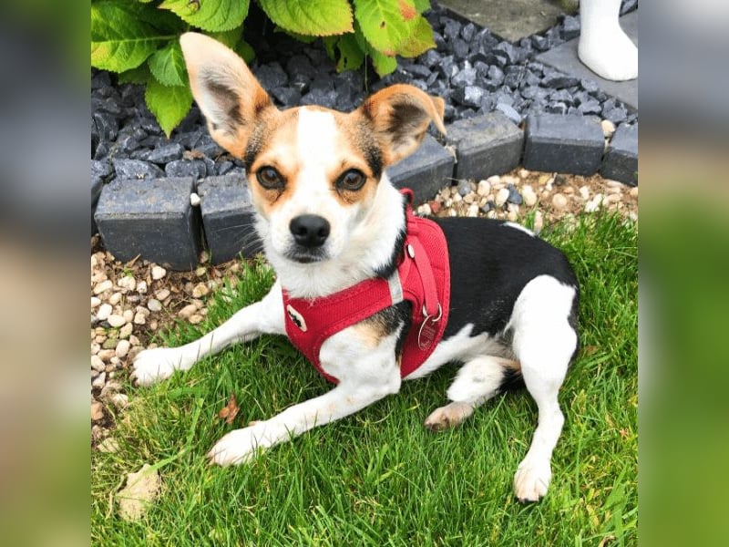 Panja - Sie schaut nach vorn