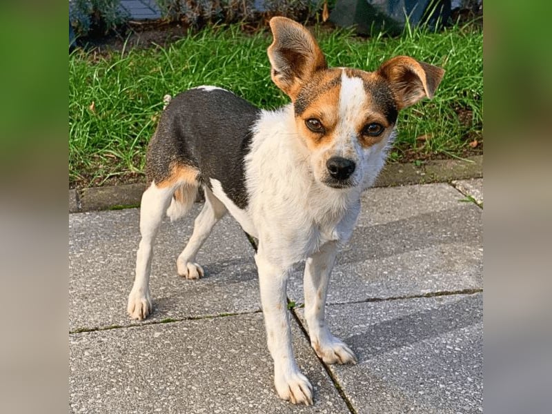 Panja - Sie schaut nach vorn