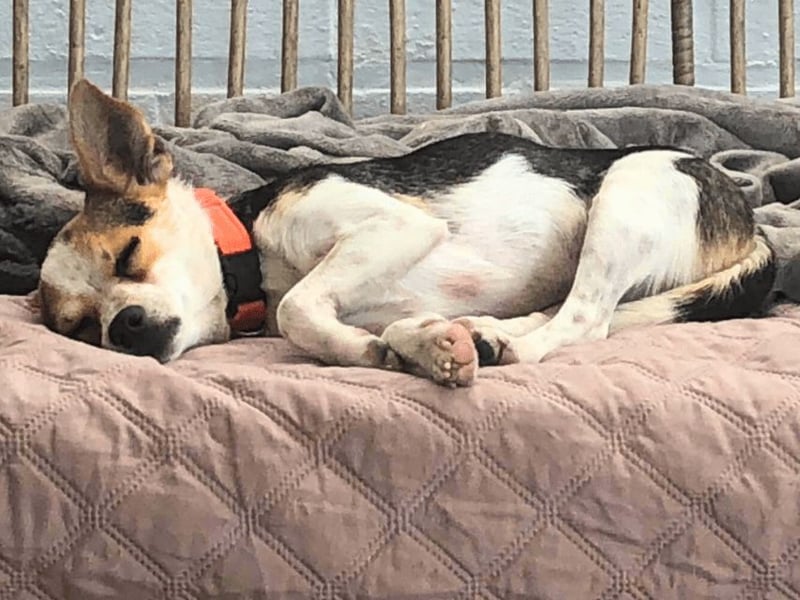 Panja - Sie schaut nach vorn