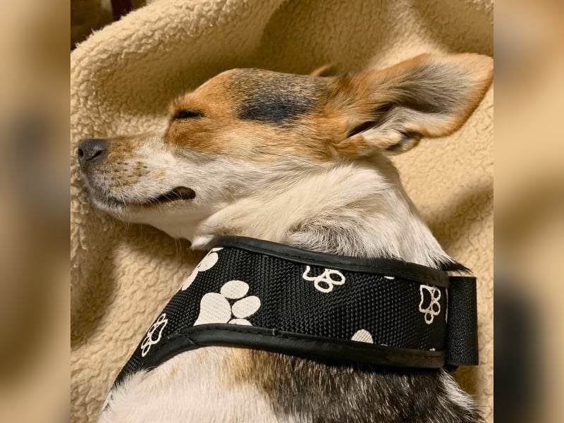 Panja - Sie schaut nach vorn