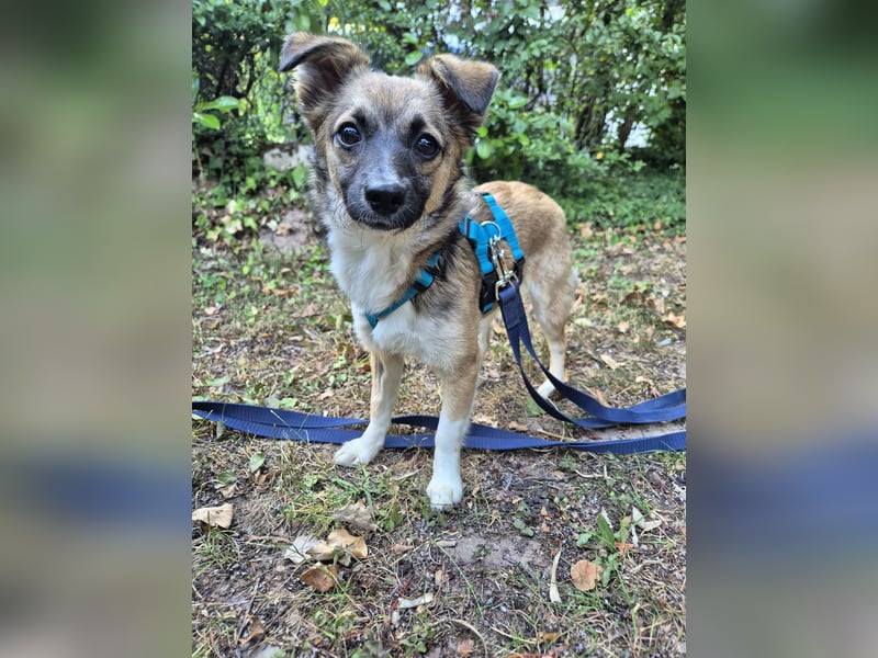 Kleine Kira (5 kg) sucht eine liebevolle Familie