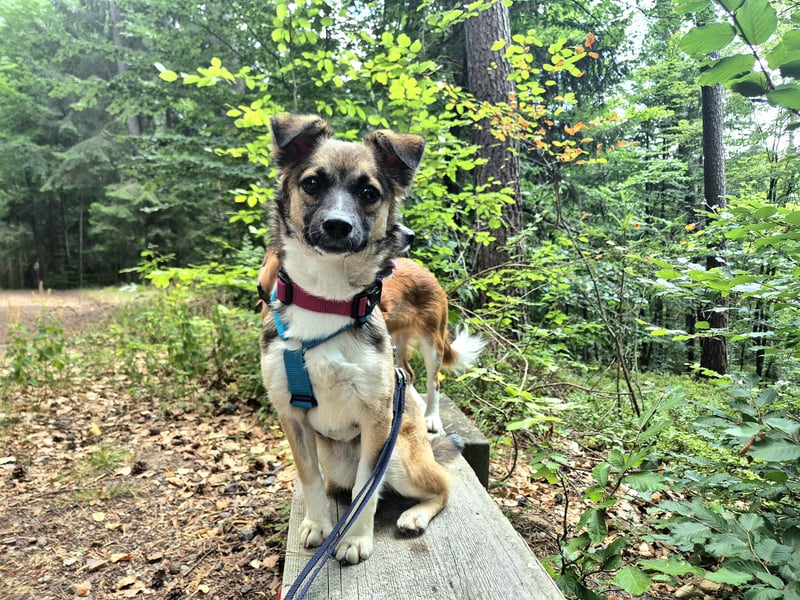 Kleine Kira (5 kg) sucht eine liebevolle Familie