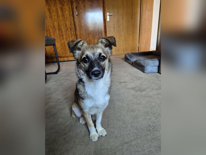 Kleine Kira (5 kg) sucht eine liebevolle Familie