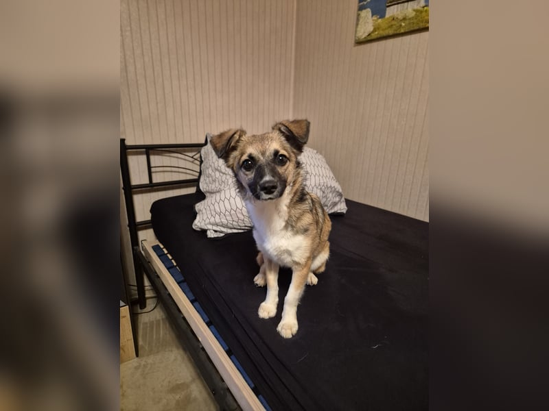 Kleine Kira (5 kg) sucht eine liebevolle Familie