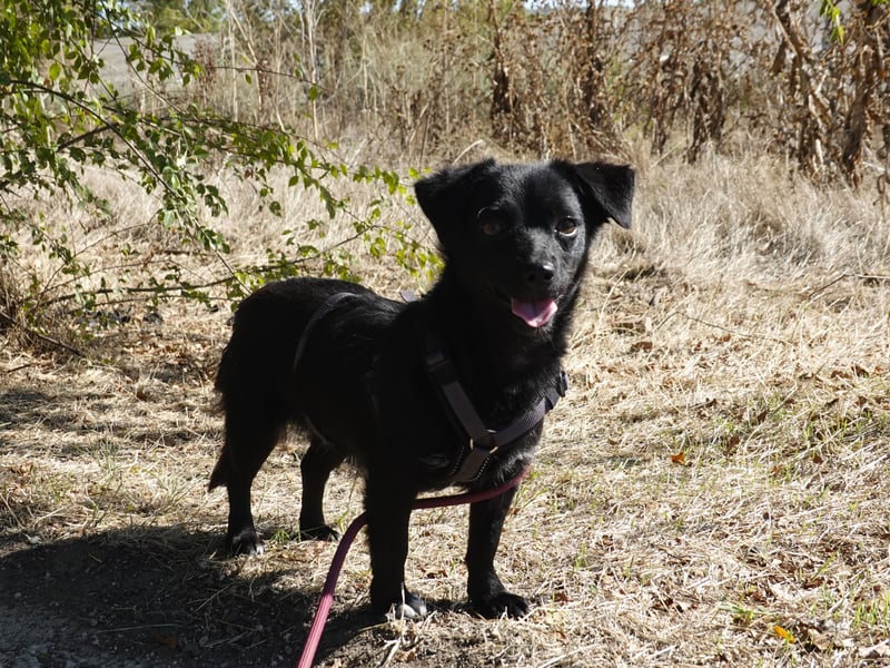 Kleine Nisha sucht ihre Menschen