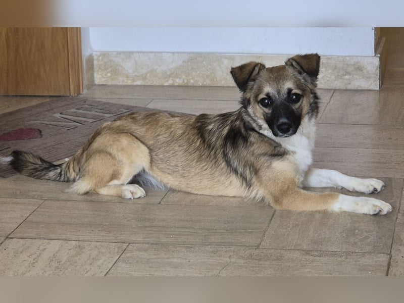 Kleine Kira (5 kg) sucht eine liebevolle Familie