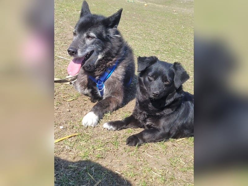 Sanfte Nisha sucht ihre Menschen