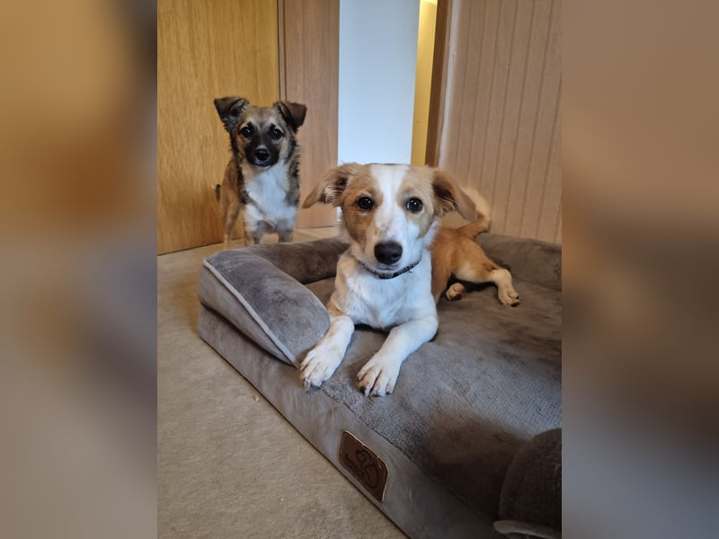 Kleine Kira (5 kg) sucht eine liebevolle Familie