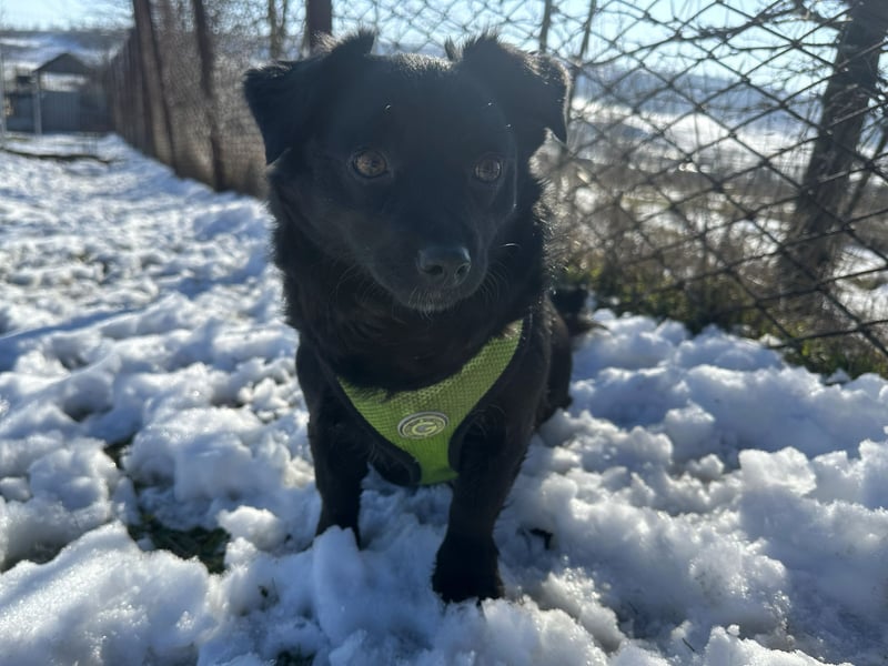 Sanfte Nisha sucht ihre Menschen