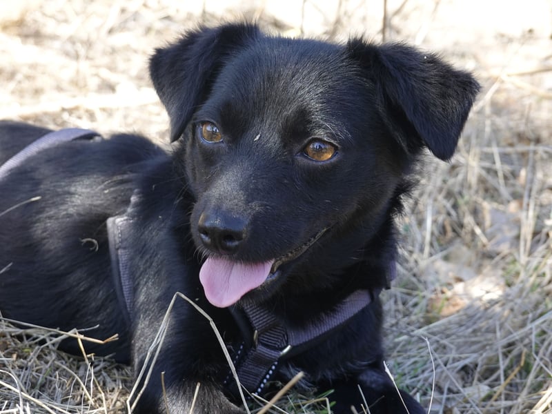 Kleine Nisha sucht ihre Menschen Kleine Nisha sucht ihre Menschen