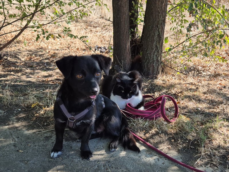 Kleine Nisha sucht ihre Menschen Kleine Nisha sucht ihre Menschen