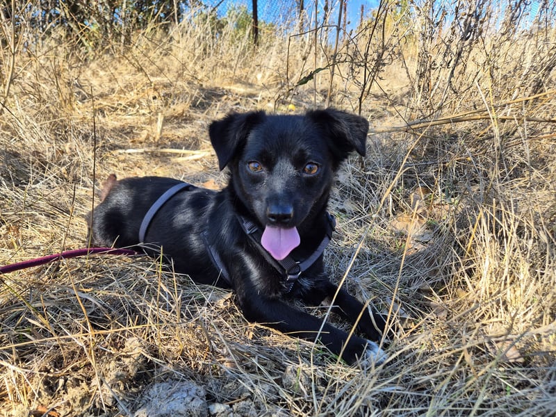 Kleine Nisha sucht ihre Menschen Kleine Nisha sucht ihre Menschen