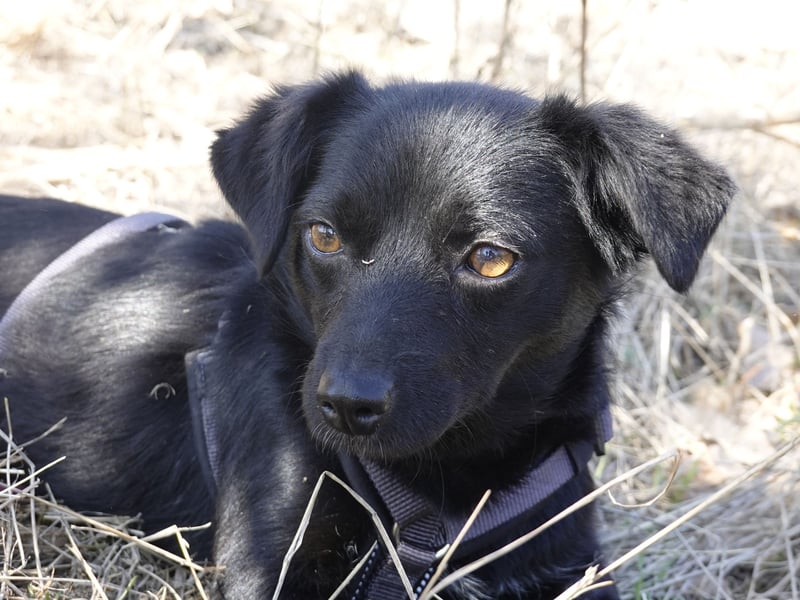 Kleine Nisha sucht ihre Menschen