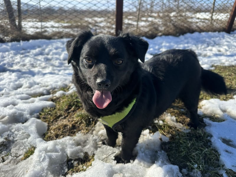 Sanfte Nisha sucht ihre Menschen