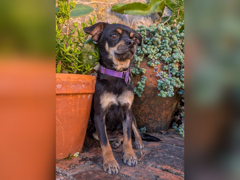 Kleine Pebbles wartet in Portugal auf unserem Tierschutzhof!