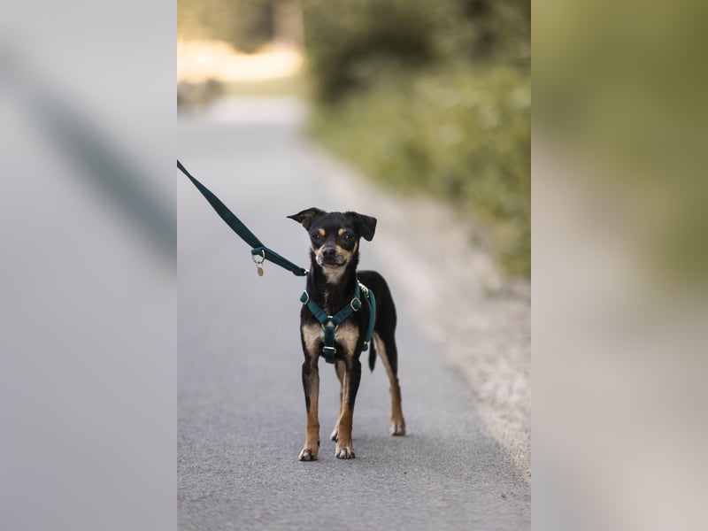 Pflegehund Paulo wartet in 49324 Melle auf dich!
