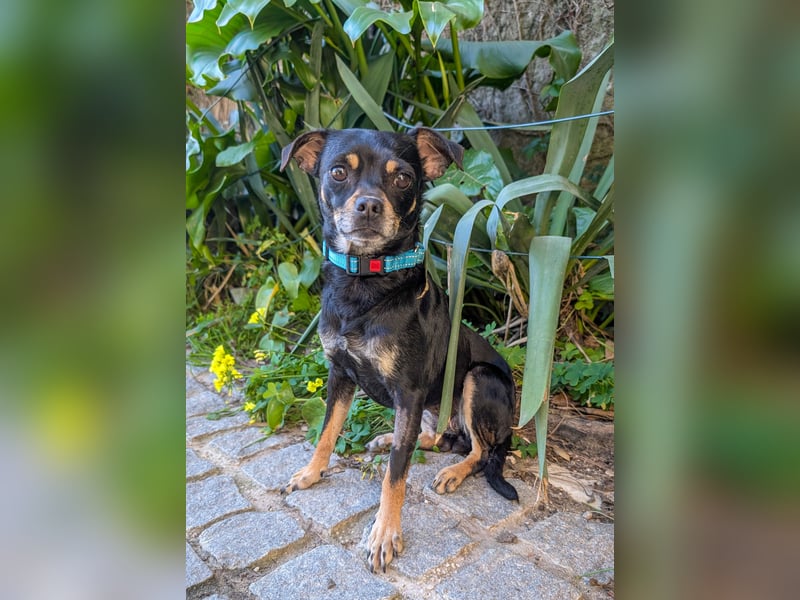 Kleine Kimi wartet auf unserem Tierschutzhof in Portugal!