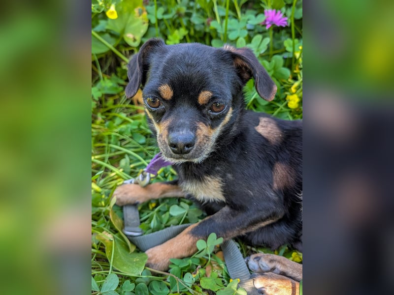 Kleine Pebbles wartet in Portugal auf unserem Tierschutzhof!