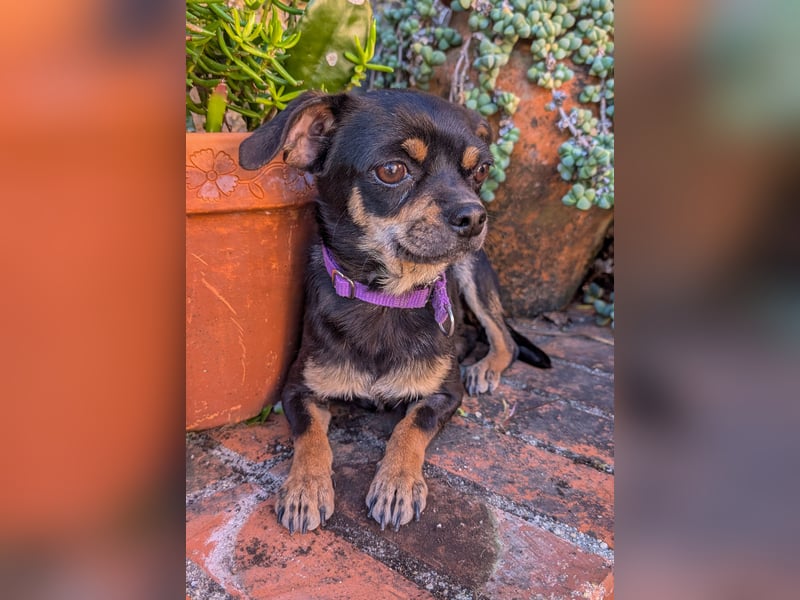 Kleine Pebbles wartet in Portugal auf unserem Tierschutzhof!