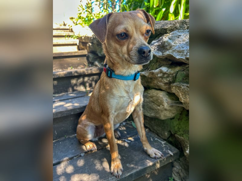 Kleine Lila wartet in Portugal auf unserem Tierschutzhof!