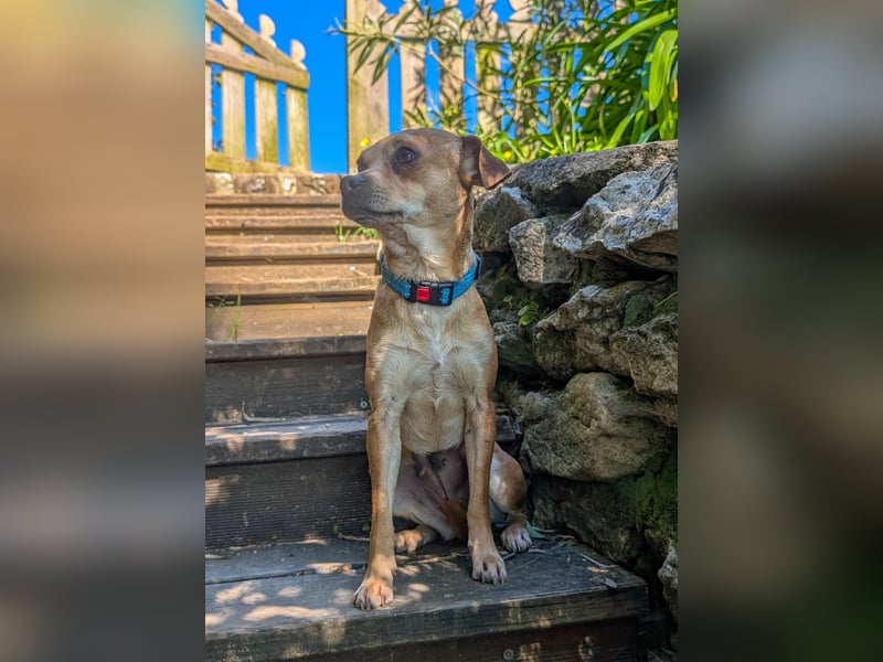 Kleine Lila wartet in Portugal auf unserem Tierschutzhof!