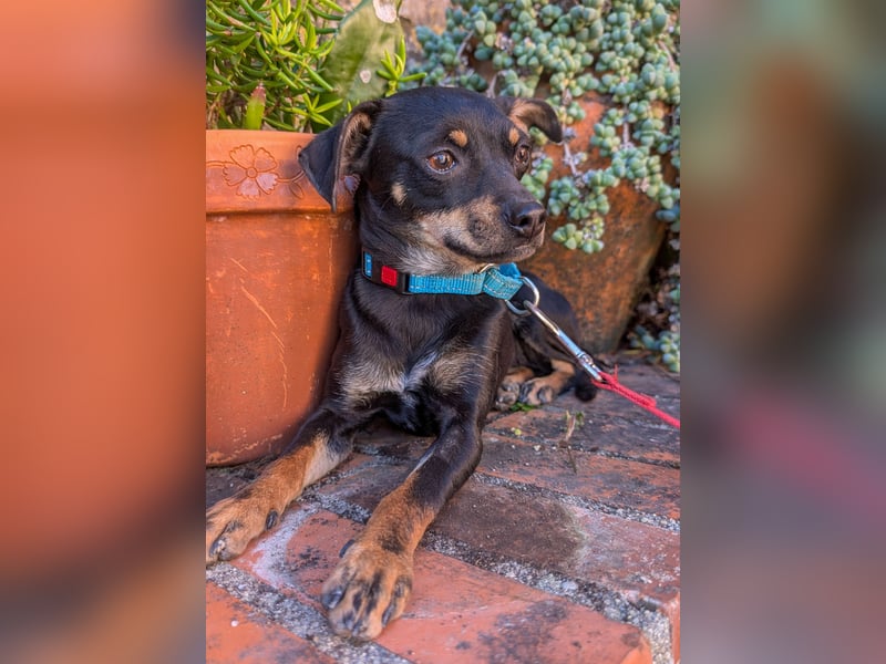 Kleine Kiri wartet in Portugal auf unserem Tierschutzhof!