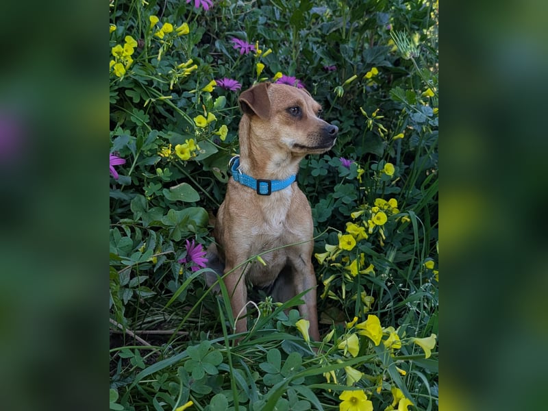 Kleine FIlly wartet in Portugal auf unserem Tierschutzhof!