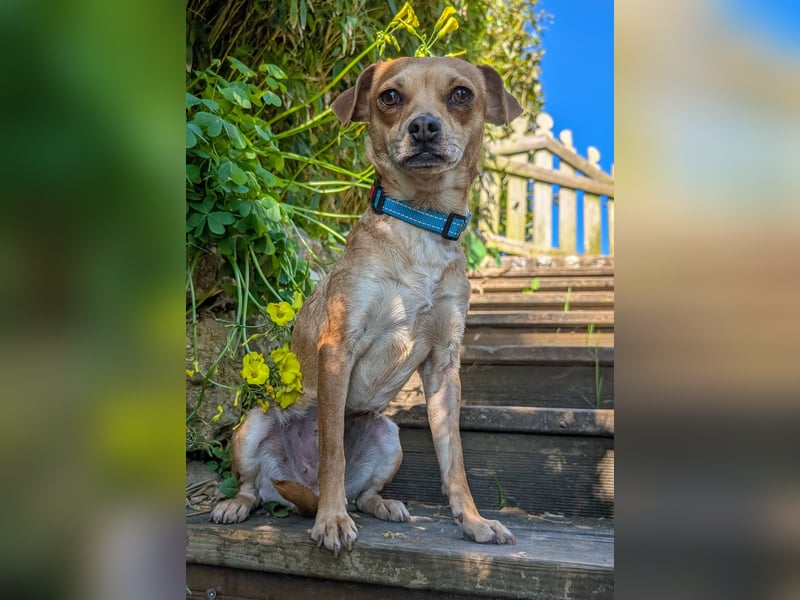 Kleine Lila wartet in Portugal auf unserem Tierschutzhof!