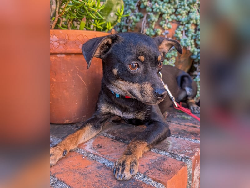 Kleine Kiri wartet in Portugal auf unserem Tierschutzhof!