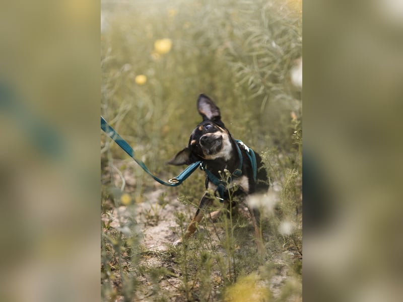 Pflegehund Paulo wartet in 49324 Melle auf dich!