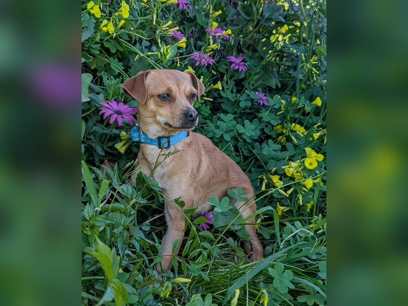 Kleine FIlly wartet in Portugal auf unserem Tierschutzhof!