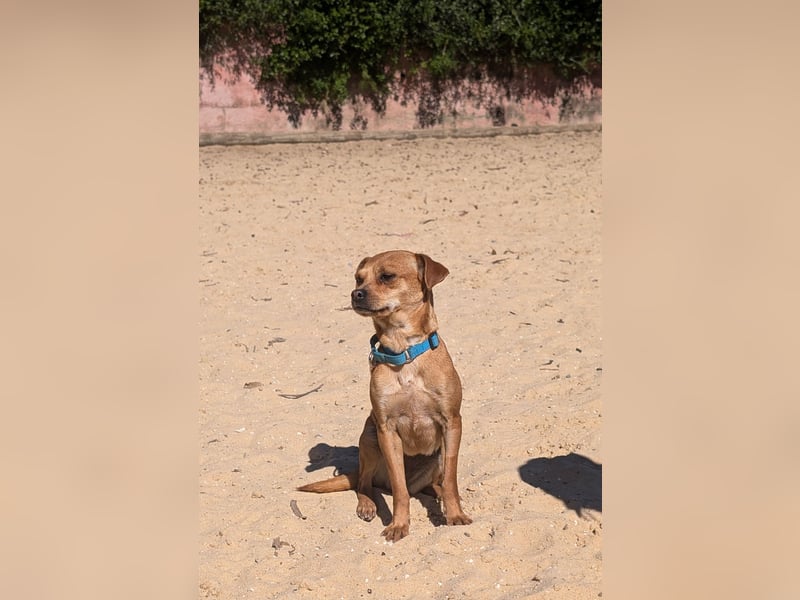 Kleine FIlly wartet in Portugal auf unserem Tierschutzhof!