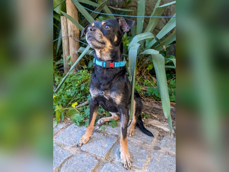 Kleine Kimi wartet auf unserem Tierschutzhof in Portugal!